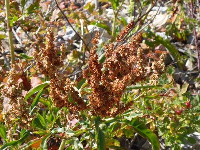 Rumex triangulivalvis, photographed by mfeaver