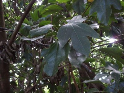Dendropanax trifidus, photographed by harum.koh