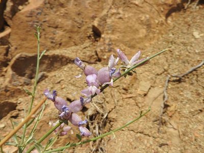 Erinacea anthyllis, photographed by Abdenour Kheloufi