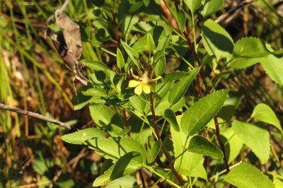 Goodenia grandiflora, photographed by coenobita