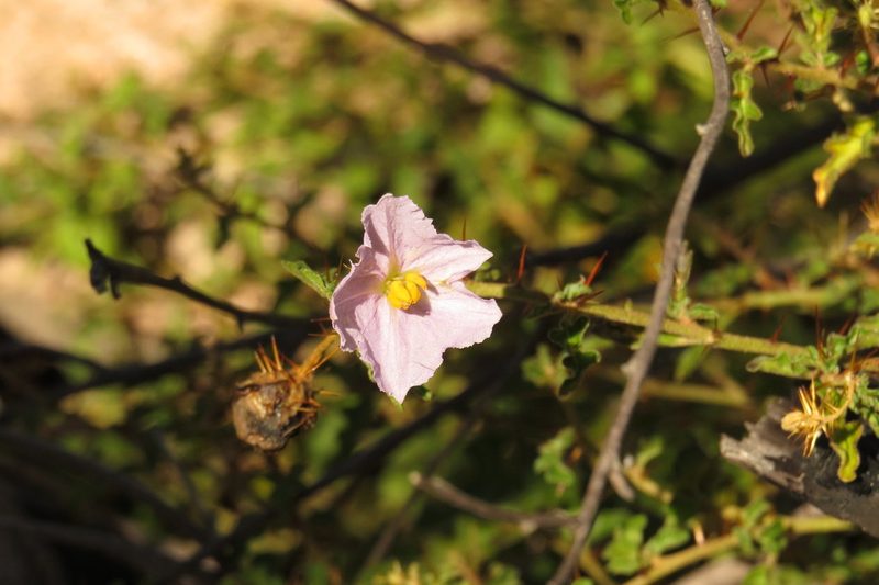Solanum graniticum, photographed by coenobita