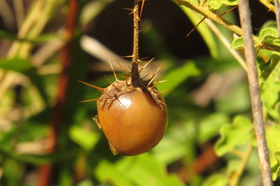 Solanum graniticum, photographed by coenobita
