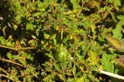 Solanum graniticum, photographed by coenobita