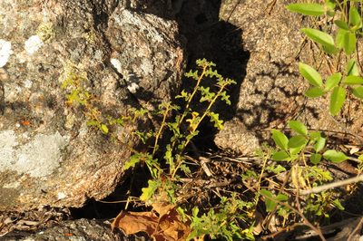 Solanum graniticum, photographed by coenobita