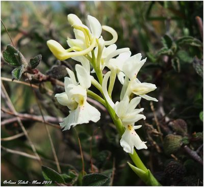 Orchis laeta, photographed by Aissa Djamel Filali