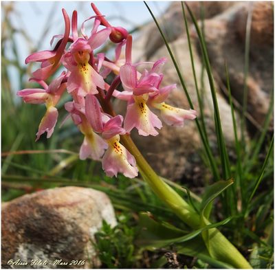 Orchis laeta, photographed by Aissa Djamel Filali