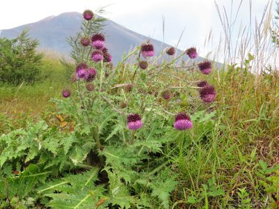 Cirsium purpuratum, photographed by Marco Mussita