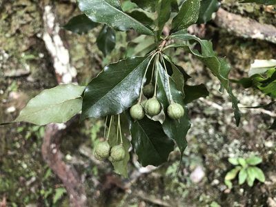 Pittosporum illicioides, photographed by Cheng-Tao Lin
