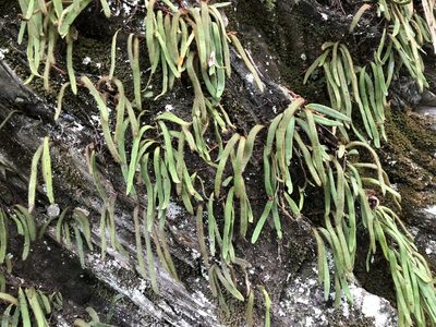 Pyrrosia linearifolia, photographed by Cheng-Tao Lin