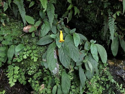 Titanotrichum oldhamii, photographed by Cheng-Tao Lin