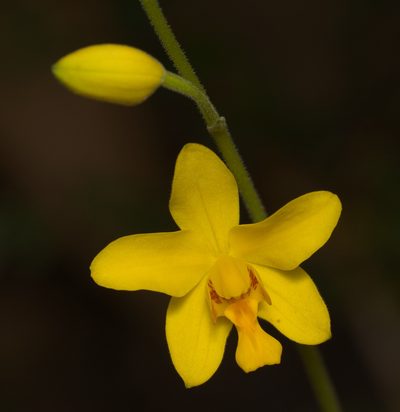 Spathoglottis pubescens, photographed by portioid