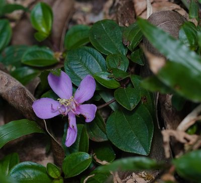 Melastoma dodecandrum, photographed by portioid