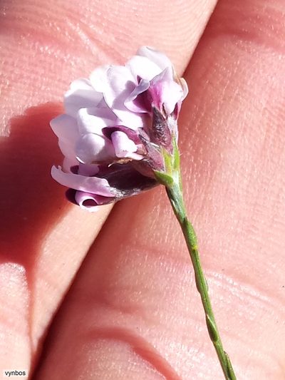Amphithalea cedarbergensis, photographed by Chris Vynbos