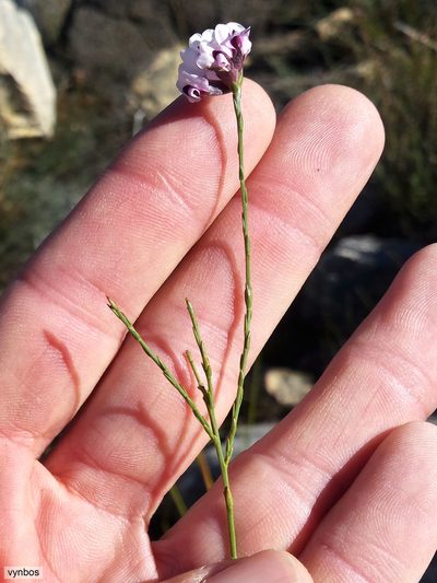 Amphithalea cedarbergensis, photographed by Chris Vynbos
