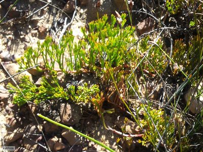 Serruria cygnea, photographed by Chris Vynbos