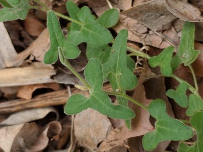 Aristolochia coryi, photographed by Alison Northup