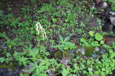 Aconitum vulparia, photographed by Fabien Piednoir