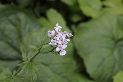 Aspilia platyphylla, photographed by Fabien Piednoir