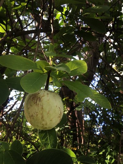Annona macroprophyllata, photographed by Daniel Pineda Vera