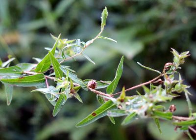 Ludwigia hirtella, photographed by Lauren McLaurin