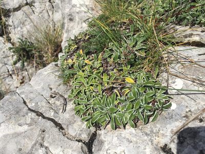 Saxifraga callosa, photographed by Brian Gratwicke