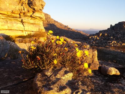 Euryops othonnoides, photographed by Chris Vynbos