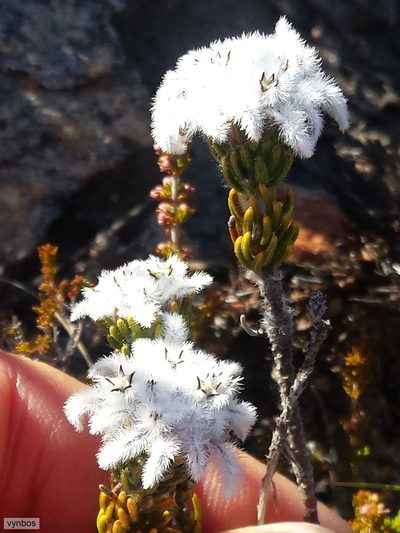 Phylica plumigera, photographed by Chris Vynbos
