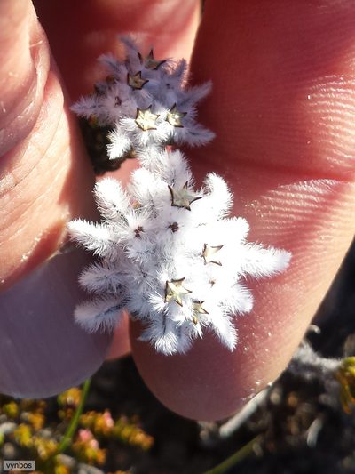 Phylica plumigera, photographed by Chris Vynbos