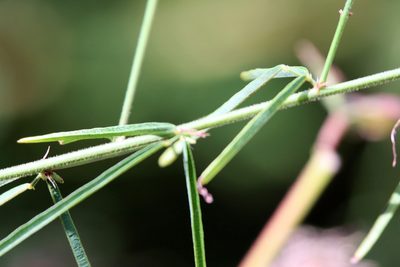 Desmodium strictum, photographed by Lauren McLaurin