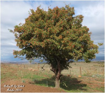 Crataegus azarolus, photographed by Aissa Djamel Filali