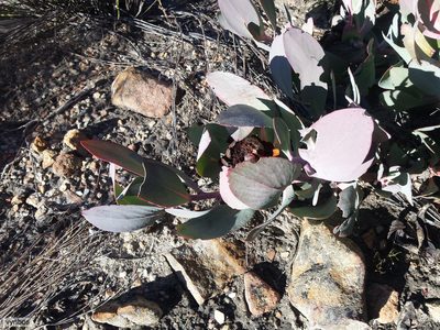 Protea recondita, photographed by Chris Vynbos