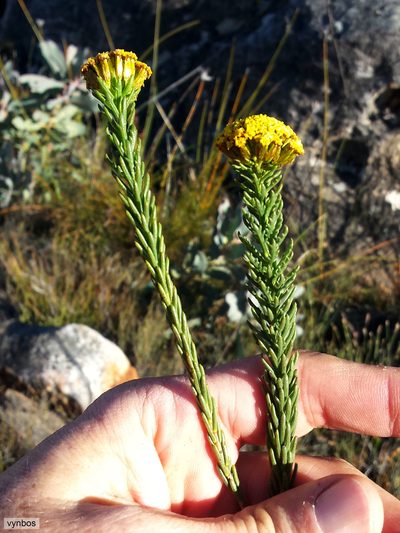 Hymenolepis dentata, photographed by Chris Vynbos
