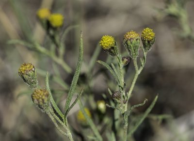 Picradeniopsis multiflora, photographed by Craig Martin