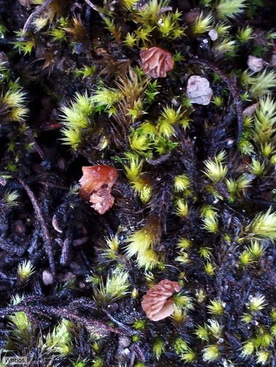 Breutelia substricta, photographed by Chris Vynbos
