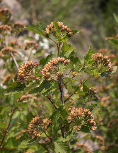 Physocarpus intermedius, photographed by aarongunnar