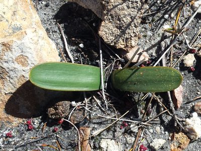 Austronea ecklonii, photographed by Chris Vynbos