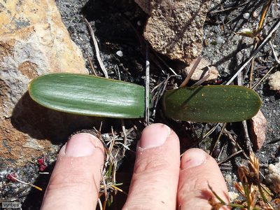 Austronea ecklonii, photographed by Chris Vynbos