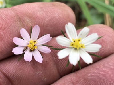 Cosmos parviflorus, photographed by CK2AZ