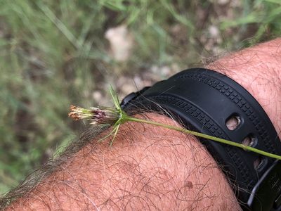 Cosmos parviflorus, photographed by CK2AZ