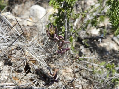 Talinopsis frutescens, photographed by Leticia Jiménez Hernández
