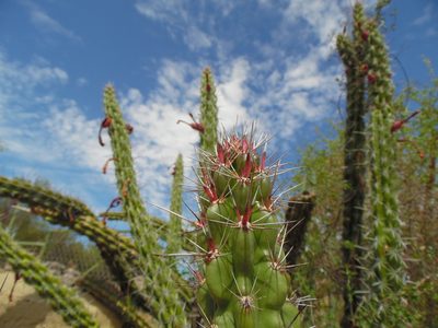 Stenocereus alamosensis, photographed by Tereka Lasso