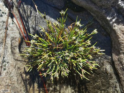 Ficinia montana, photographed by Chris Vynbos