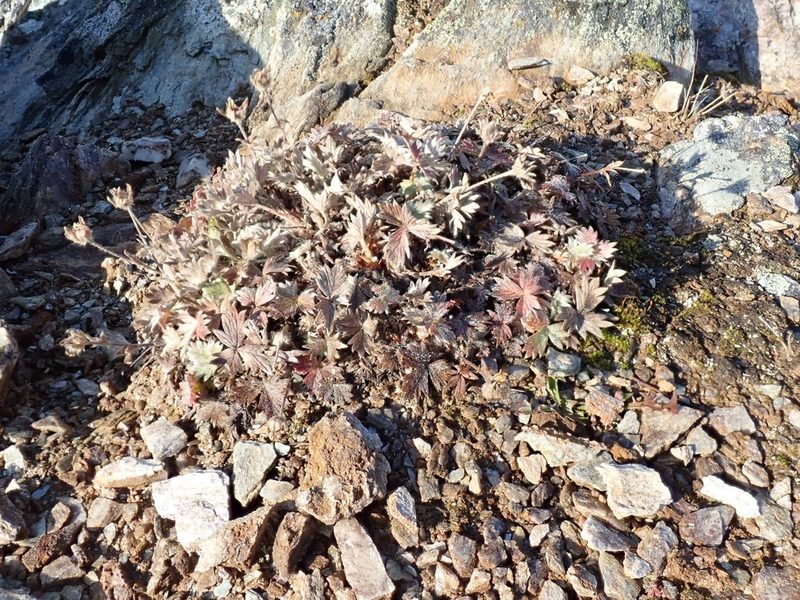 Potentilla crebridens, photographed by John Brew