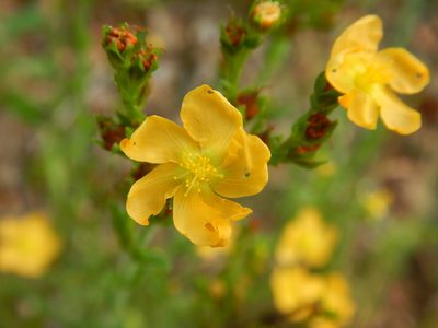 Hypericum setosum, photographed by Ryan Watson