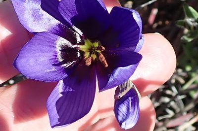 Geissorhiza splendidissima, photographed by Peter Warren