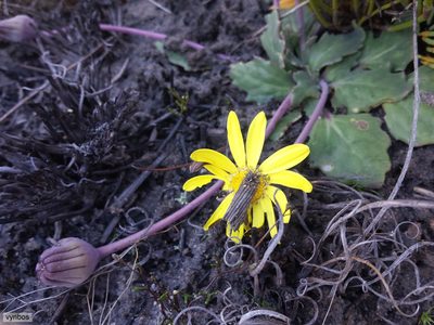 Othonna oleracea, photographed by Chris Vynbos