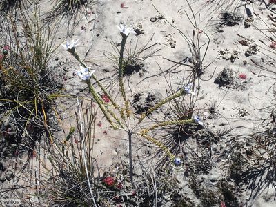 Lachnaea filamentosa, photographed by Chris Vynbos