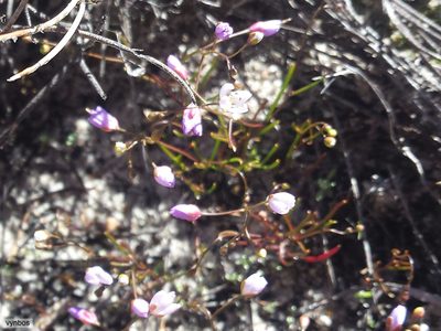 Heliophila pinnata, photographed by Chris Vynbos