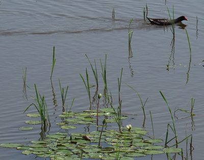Nymphaea gracilis, photographed by Oscar Alejandro Morales Juárez