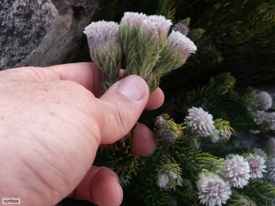 Phylica rigida, photographed by Chris Vynbos